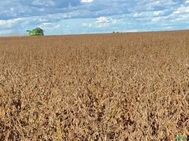 Fazenda produtora de arroz, milho e soja