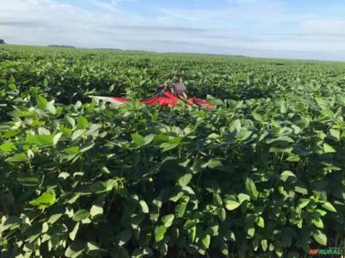 Fazenda produtora de arroz, milho e soja