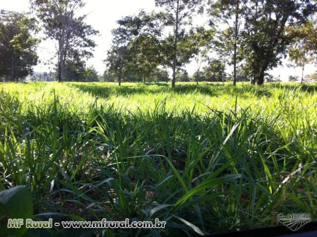 Fazenda de 203,53 em Babaçulandia-to