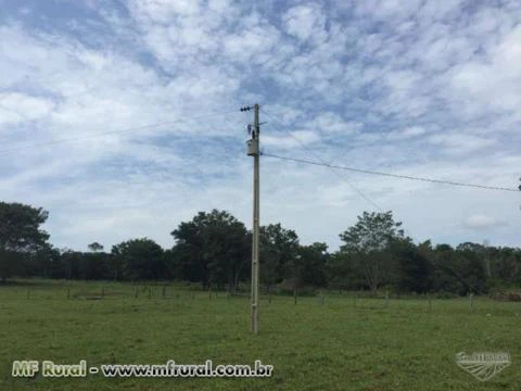 Fazenda de 203,53 em Babaçulandia-to