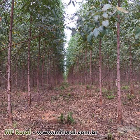 Fazenda de 203,53 em Babaçulandia-to