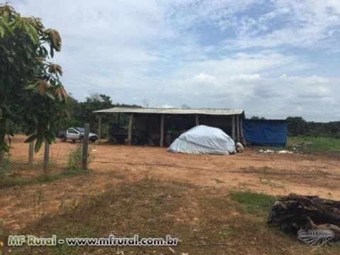 Fazenda de 203,53 em Babaçulandia-to