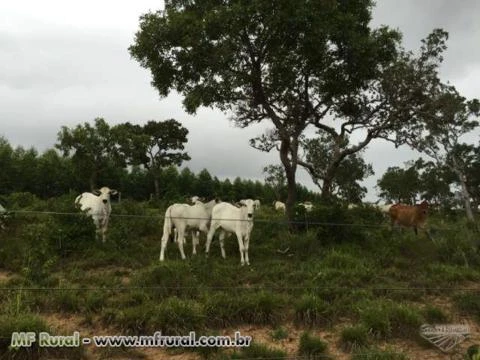 Fazenda de 203,53 em Babaçulandia-to