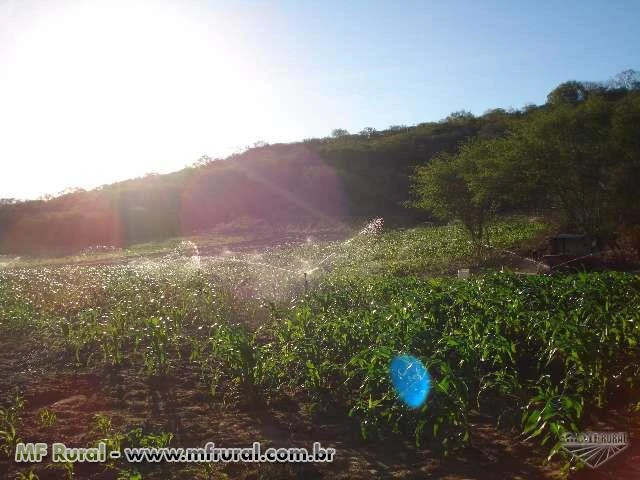 Fazenda Jurema / Tucano-Bahia
