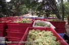 Chácara com plantio de uva finas