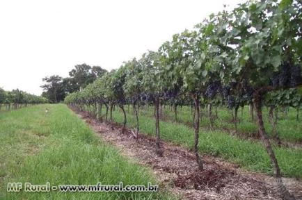 Chácara com plantio de uva finas