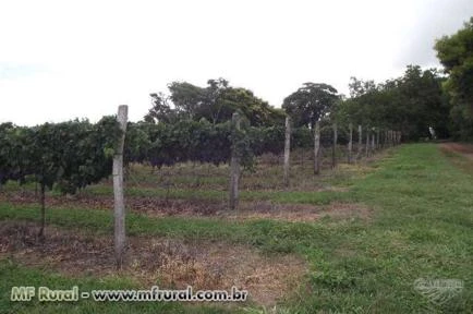 Chácara com plantio de uva finas