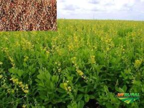 Crotalaria Ochroleuca