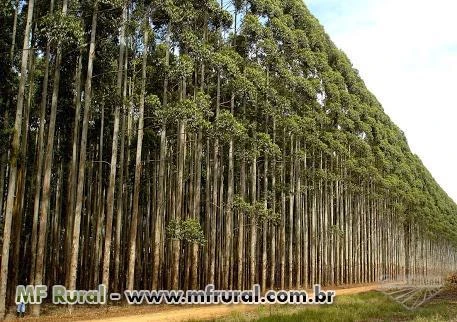 CONTRATO PARA PLANTIO