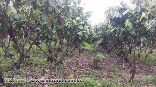 Fazenda no sul da Bahia