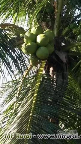COCO VERDE E COCO SECO Imagem COCO VERDE E COCO SECO