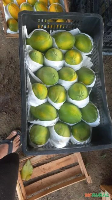 MAMÃO PAPAYA E AVAI