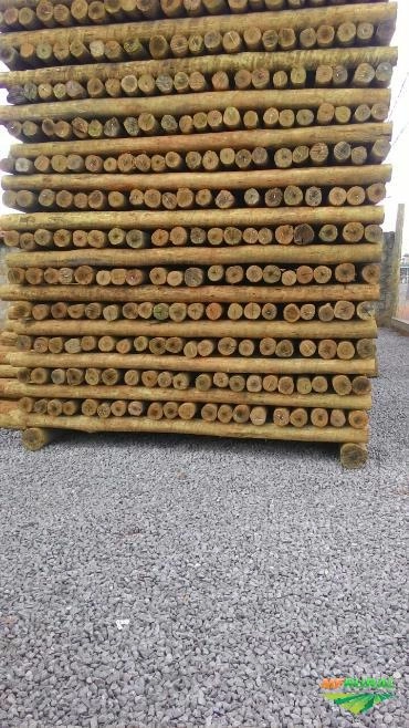 Eucalipto Tratado Closiano Imagem Eucalipto Tratado Closiano