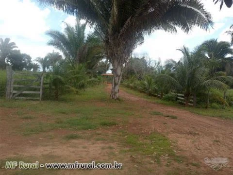 Fazenda em Tuntum - Maranhao - MA