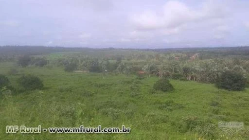 Fazenda em Tuntum - Maranhao - MA