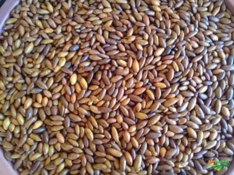 Imagem Farinhas e Especiarias 250g Imagem Farinhas e Especiarias 250g