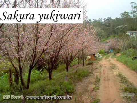 Imagem Muda de Flor de Cerejeira Imagem Muda de Flor de Cerejeira