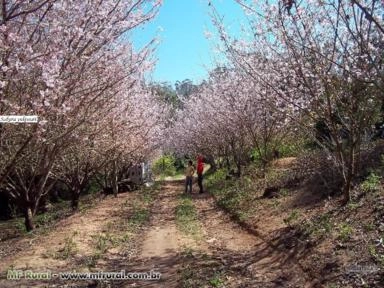 Muda de Flor de Cerejeira Imagem Muda de Flor de Cerejeira