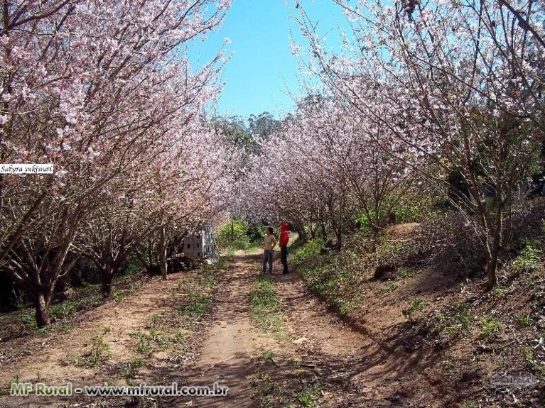 Muda de Flor de Cerejeira Imagem Muda de Flor de Cerejeira