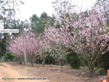 Imagem Muda de Flor de Cerejeira Imagem Muda de Flor de Cerejeira