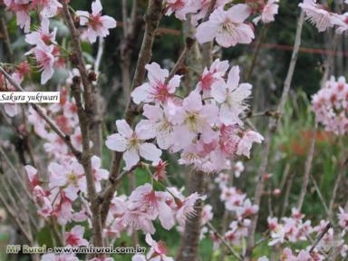 Imagem Muda de Flor de Cerejeira Imagem Muda de Flor de Cerejeira