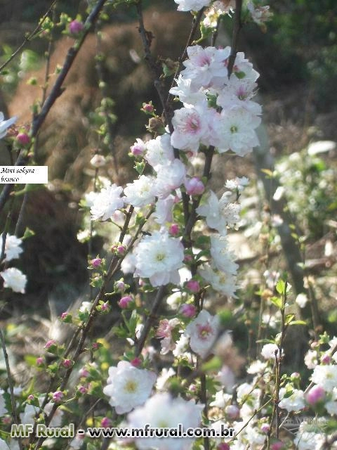 Imagem Muda de Flor de Cerejeira Imagem Muda de Flor de Cerejeira