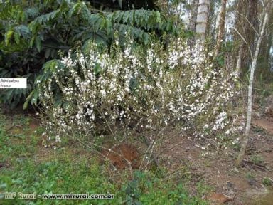 Imagem Muda de Flor de Cerejeira Imagem Muda de Flor de Cerejeira