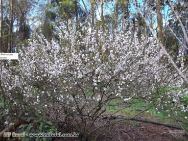 Imagem Muda de Flor de Cerejeira Imagem Muda de Flor de Cerejeira
