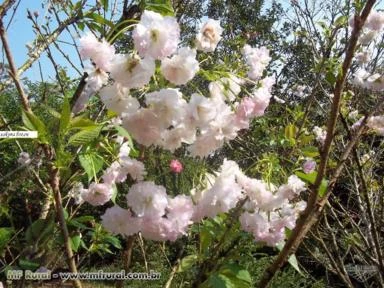 Muda de Flor de Cerejeira