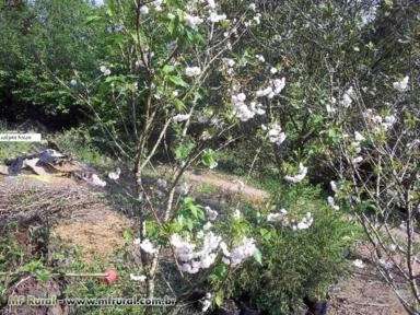 Imagem Muda de Flor de Cerejeira Imagem Muda de Flor de Cerejeira