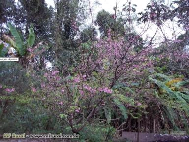 Imagem Muda de Flor de Cerejeira Imagem Muda de Flor de Cerejeira