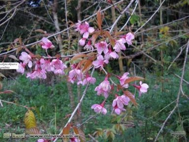 Imagem Muda de Flor de Cerejeira Imagem Muda de Flor de Cerejeira