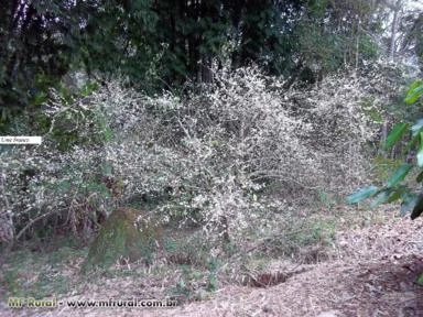 Muda de Flor de Cerejeira