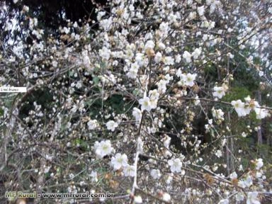 Imagem Muda de Flor de Cerejeira Imagem Muda de Flor de Cerejeira