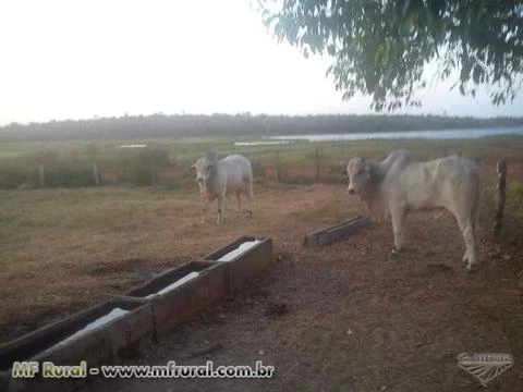 fazenda no maranhao