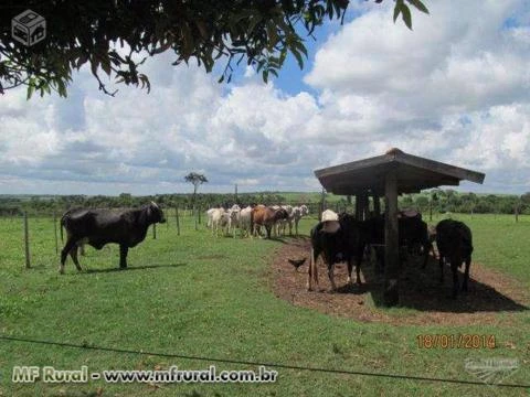 Sítio em Zona Rural de Dracena - 25 alqueires