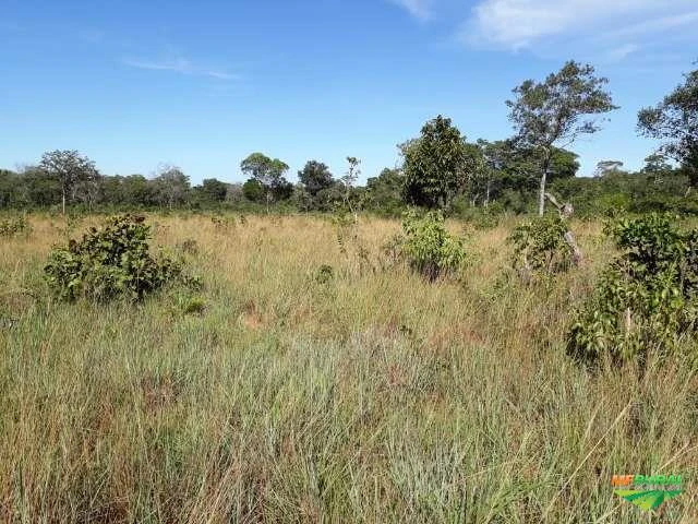 VENDO ÁREA DE 484,00 HA