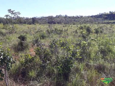 VENDO ÁREA DE 484,00 HA