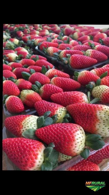 Morangos Semi Hidroponico Imagem Morangos Semi Hidroponico