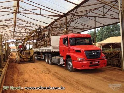 EUCALIPTO TRATADO EM AUTOCLAVE