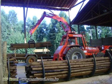 EUCALIPTO TRATADO EM AUTOCLAVE