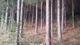 Toras de Pinus