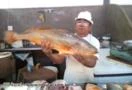 COMPRA PARA EXPORTAÇÃO-Pescada Amarela