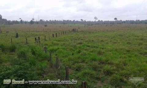 Fazenda 100% Plana na PA-167 - Belo Monte - Altamira/PA