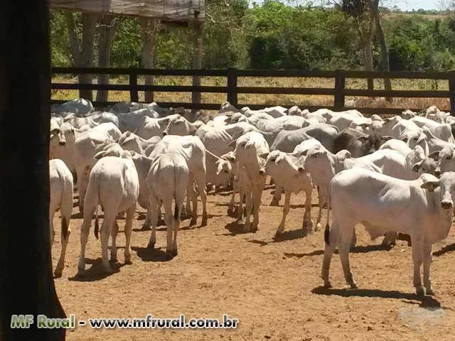 Engenheiro Agrônomo