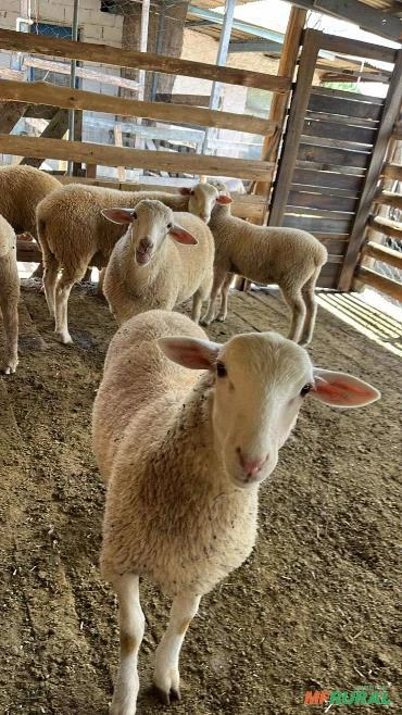 Borregos Texel servindo e femeas acima de 6 meses