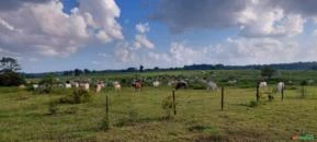 Fazenda em Pracuuba, estado do Amapa.