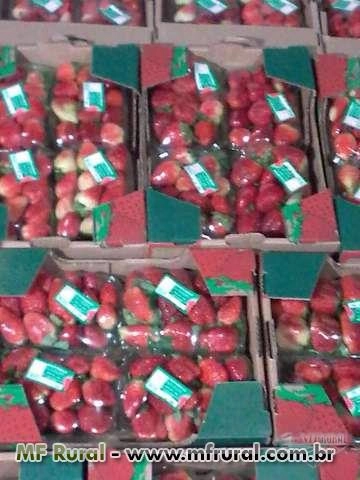 morangos in natura  e congelado , o melhor  de minas Imagem morangos in natura  e congelado , o melhor  de minas