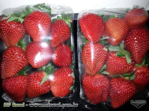 Imagem morangos in natura  e congelado , o melhor  de minas Imagem morangos in natura  e congelado , o melhor  de minas