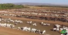 Procuro Fazenda para arrendar no Vale do Paraíba